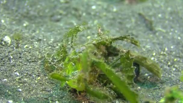 绿色安汶蝎鱼行走在沙质底部前视图特写 头上的丝状物清晰可见 — 图库视频影像