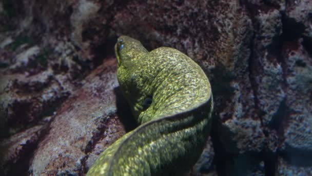 Υποβρύχια Θέα Ενός Γίγαντα Moray Χελιού Που Κολυμπούν Μεταξύ Των — Αρχείο Βίντεο