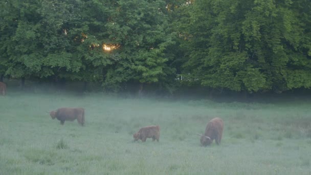 Highland Runderen Grazen Vroege Ochtendmist — Stockvideo