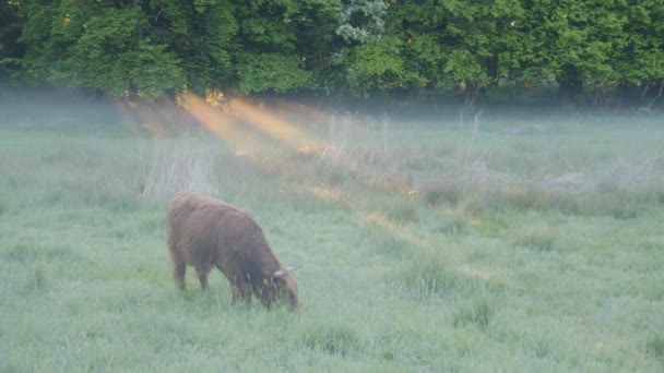 Highland Runderen Grazen Vroege Ochtendmist — Stockvideo