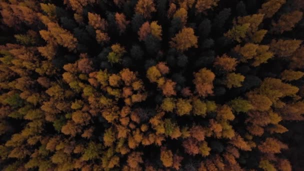 Los Árboles Alerce Arriba Diferentes Colores Otoño Forma Puntas Flecha — Vídeos de Stock
