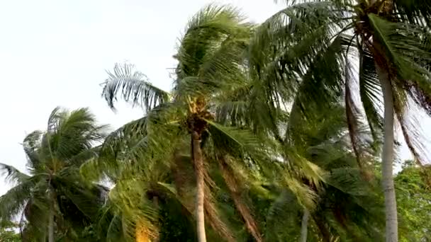 刮风的日子里棕榈树在蓝天的映衬下生长 新加坡长堤热带概念 — 图库视频影像