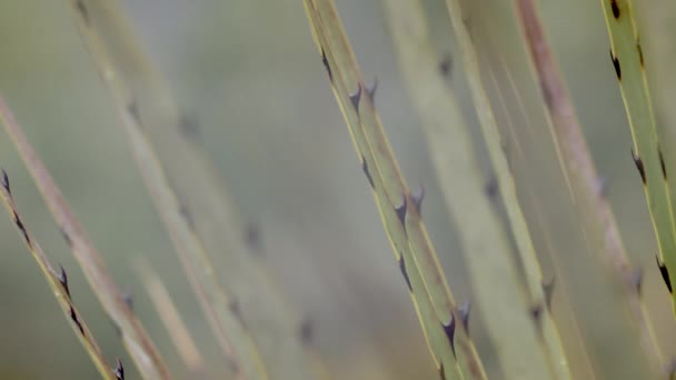 Penco 荒原和森林的祖先植物 — 图库视频影像