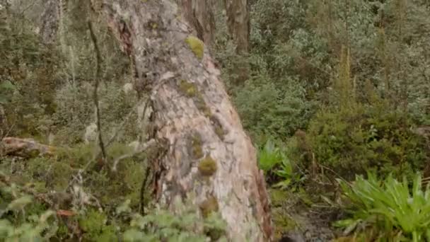 Wald Und Vegetation Aus Nächster Nähe — Stockvideo