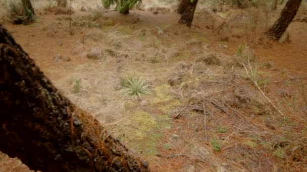 Foresta Nuvolosa Vegetazione Aghi Pino Camma Costante — Video Stock