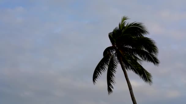 Singapur Changi Beach Palmera Contra Cielo Azul Con Espacio Para — Vídeos de Stock