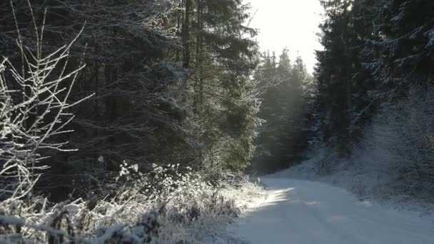 Sluneční Světlo Sněženém Lese Bílou Cestou — Stock video