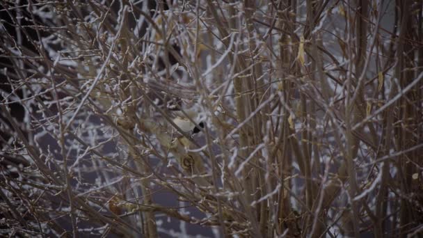 Крупним Планом Маленького Птаха Захопленого Дереві Зимовий Час Повільному Русі — стокове відео