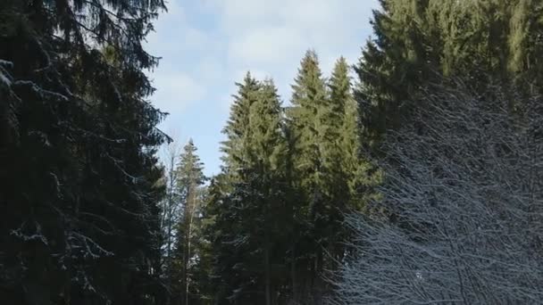 Sluneční Světlo Sněženém Lese — Stock video