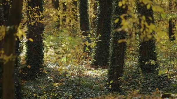 Gewone Klimop Die Grond Bedekt Dikke Boomstammen Klimt Het Herfstbos — Stockvideo