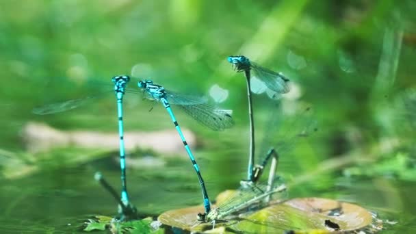 Video Van Blauwe Libelle Ischnura Heterosticta Die Het Water Vliegt — Stockvideo