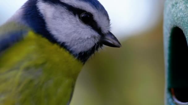 Cinematische Zeitlupe Makroaufnahme Eines Vogels Der Einem Vogelfutterhäuschen Fliegt Und — Stockvideo