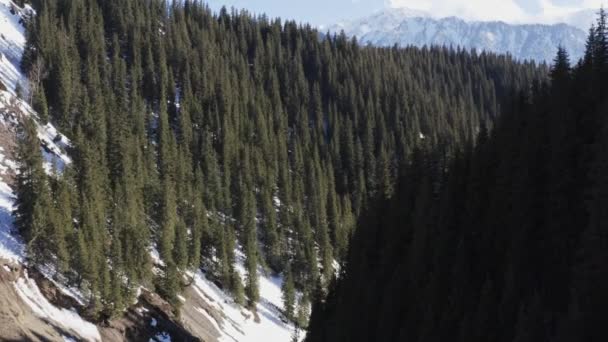 Luftaufnahme Des Verschneiten Alpenwaldes Von Der Spitze Des Berges — Stockvideo