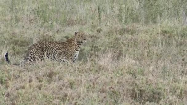 Leopardo Panthera Pardus Grande Macho Busca Presas Serengeti Tanzânia — Vídeo de Stock