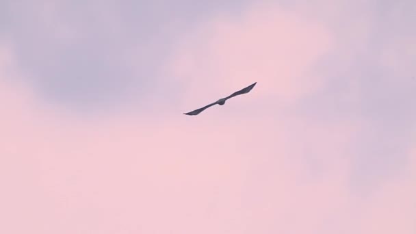 Impresionante Buzzard Águila Cometa Roja Altura Vuelo Cielo Con Puesta — Vídeos de Stock