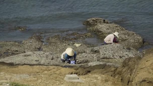 Dwóch Mieszkańców Azji Południowo Wschodniej Tradycyjnymi Kapeluszami Zbiera Ostrygi Skalistym — Wideo stockowe