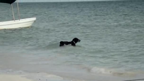 Alter Schwarzer Hund Schwimmt Meer Mit Fischerboot Hintergrund — Stockvideo