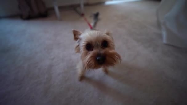 Tiro Perro Yorkie Jugando Con Cámara Día Boda — Vídeos de Stock