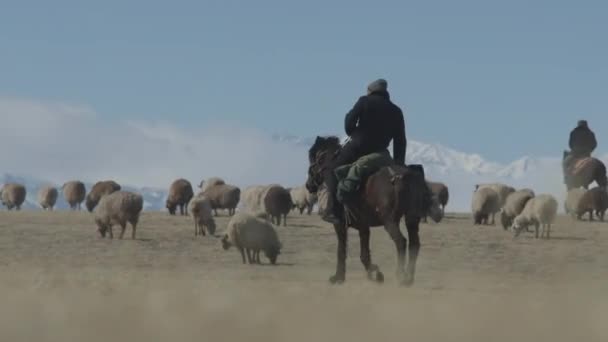 Kasachischer Hirtenmann Hütet Seine Schafe Der Ländliche Lebensstil China — Stockvideo