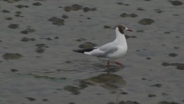 Black Headed Gull Walking Wet Ground Texel Ударяється — стокове відео