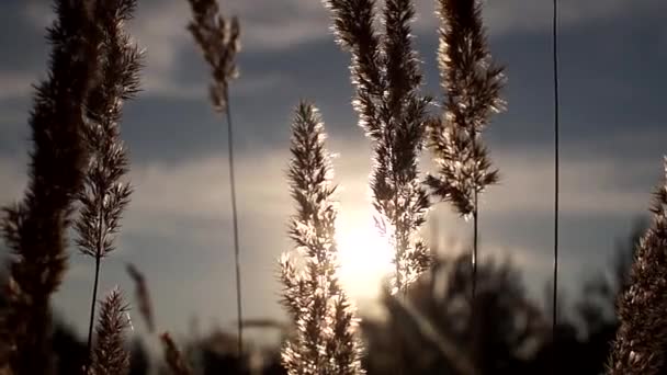 Schilfpflanze Natur Hintergrund Sonne Scheint Durch Gras Einem Feuchtgebiet Blick — Stockvideo