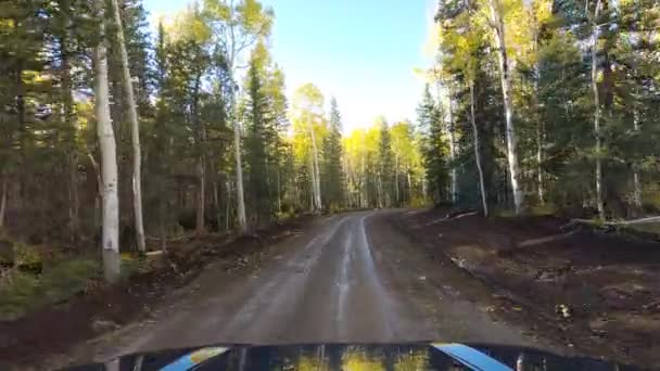 Enrolamento Estrada Cascalho Área Florestal Com Cores Outono Drive Pov — Vídeo de Stock