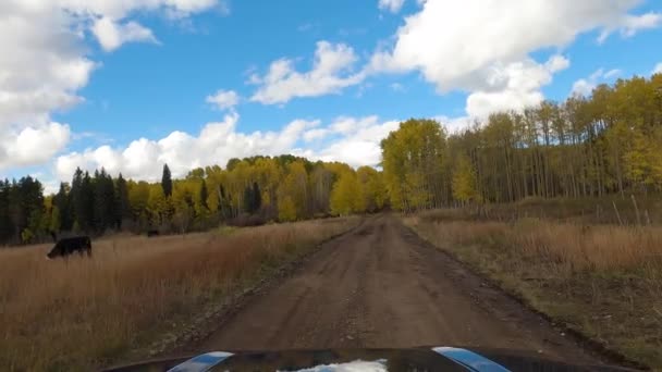 Vaca Solitária Pastando Prado Enquanto Dirigia Direção Floresta Outono Pov — Vídeo de Stock