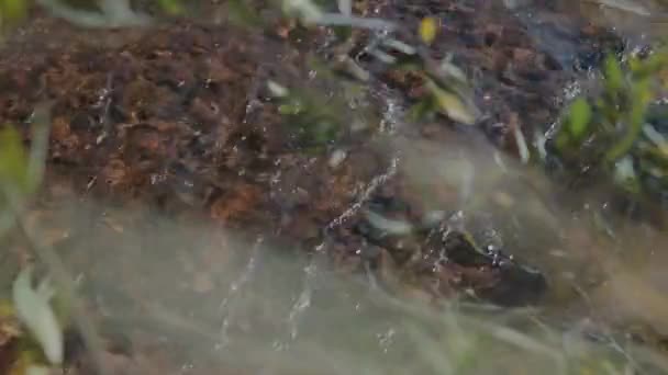 Slow Motion Wasser Fließt Einem Bach Den Colorado Bergen — Stockvideo