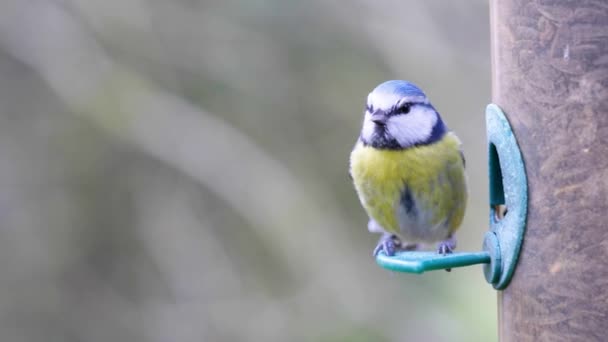 Tiro Câmera Lenta Pássaro Pousando Uma Semeadora Pássaros Comendo Sementes — Vídeo de Stock