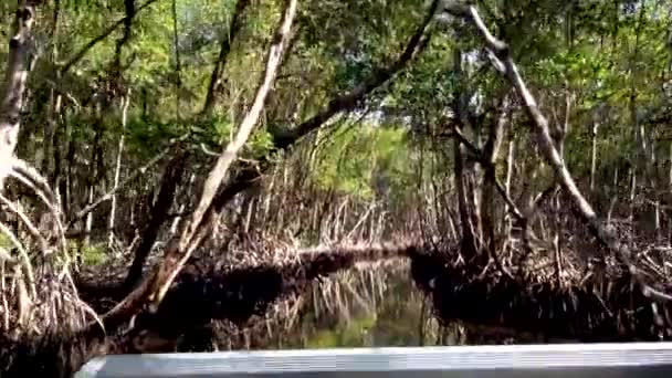 Riding Florida Everglades Mangroves Airboat Pov Usa — стоковое видео