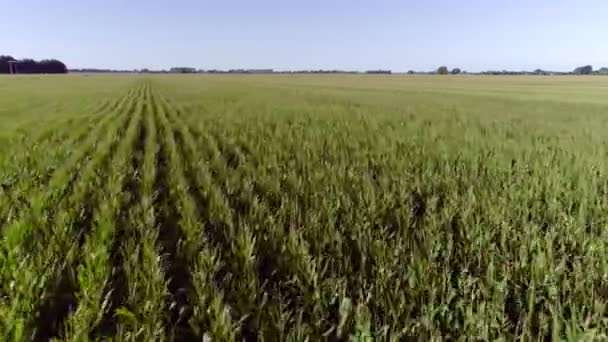 Ändlösa Majs Fält Landsbygden Nya Zeeland Monokultur Jordbruksmark Antenn — Stockvideo