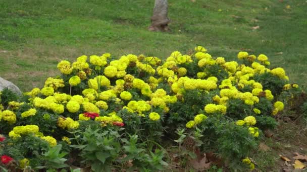 Vista Fija Una Planta Amarilla Flores Jardín — Vídeos de Stock