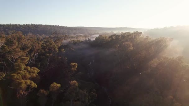 Vue Aérienne Travers Les Arbres Forêt Lever Soleil Avec Des — Video