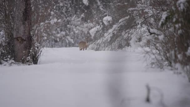 Căprioara Merge Natură Capturată Într Biom Zăpadă Mișcare Lentă Natura — Videoclip de stoc