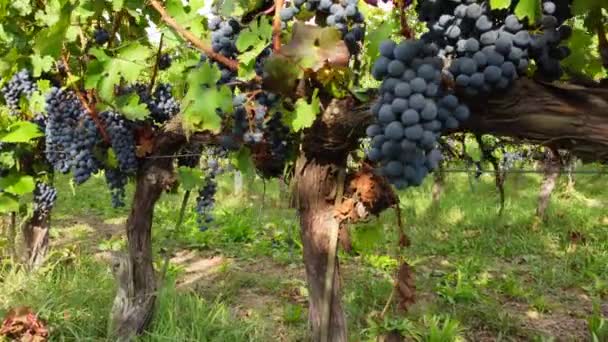 赤ワインブドウ ブドウ畑のブドウ栽培の分野で熟したブドウ — ストック動画