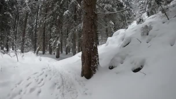 冬の美しい森 雪の中をハイキング スイスのアルプスのおとぎ話の冬の風景 — ストック動画