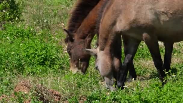 Twee Bruine Paarden Grazen Samen Terwijl Camera Zich Richt Hun — Stockvideo