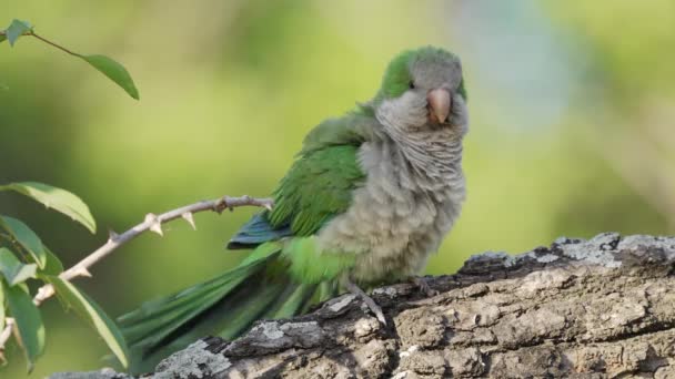 Parakeet Monge Nativo América Sul Myiopsitta Monachus Manchado Empoleirado Tronco — Vídeo de Stock