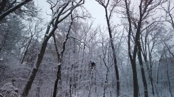 森の中で光の雪のワイドパンニングショット — ストック動画