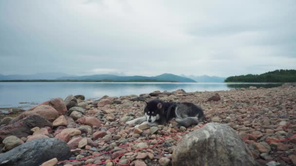 阿拉斯加的马拉穆特犬躺在挪威森贾岛安达伦国家公园的河边岩石上休息 — 图库视频影像