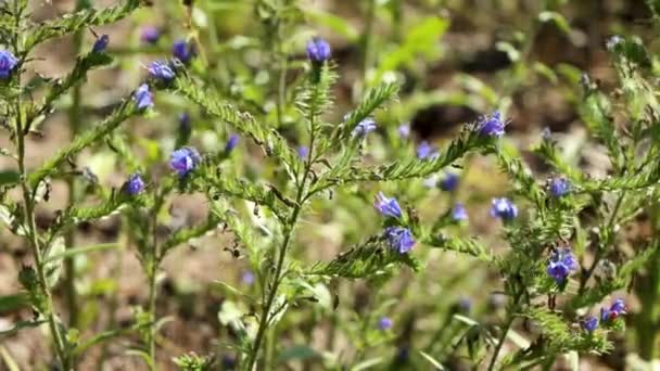 Hommel Vliegt Door Blauwe Echium Vulgare Bloemen Close Ondiepe Dof — Stockvideo