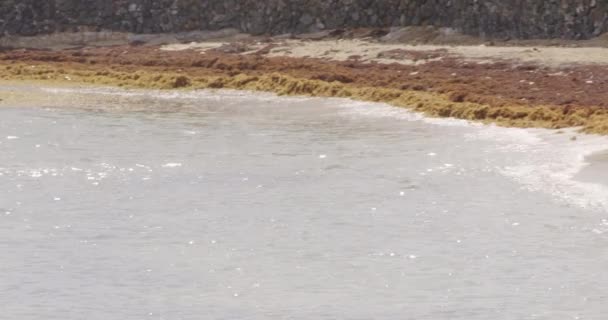 Dos Amigas Nadan Mar Con Snorkels Sobre Telón Fondo Algas — Vídeos de Stock