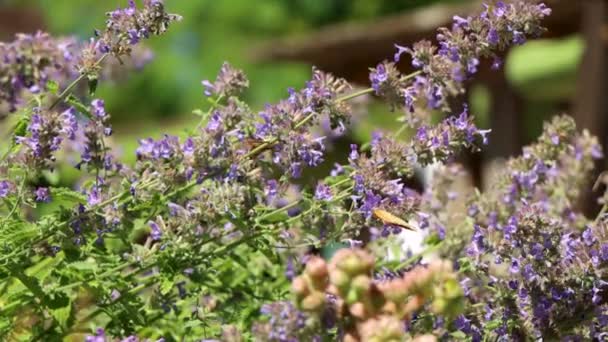 薄日の下で紫色の花にオレンジ色の蝶が動き回る — ストック動画