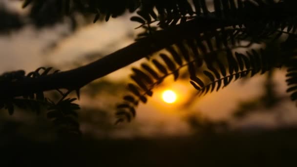背景の葉と黄金の夕日のシルエット ハンドヘルドビュー — ストック動画