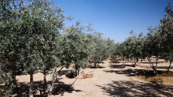 Filas Olivos Plantados Una Granja Olivos Panorámica Cielo Azul Soleado — Vídeos de Stock