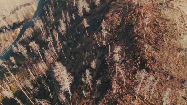 Повітряний Спалений Ліс Накладний Лялька Дорогою Проходженням Автомобіля — стокове відео