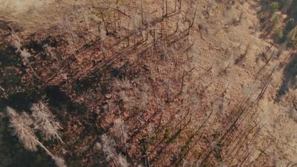 Aerial Burnt Forest Overhead — Stock Video