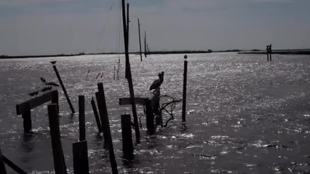 Pelicans Riposo Pointe Aux Chne Louisiana — Video Stock