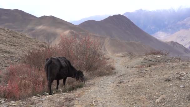 Una Vaca Pastando Los Matorrales Tierra Desértica Gran Altitud Región — Vídeo de stock