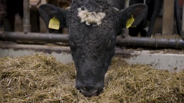 近距离拍摄一头黑牛在农场的饲料场里吃小球和干草 — 图库视频影像